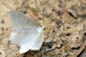 Attēlu rezultāti vaicājumam “Jodis putata”