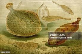 Image result for Scophthalmus maximus