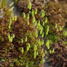 Attēlu rezultāti vaicājumam “Leskea polycarpa sporophyte”