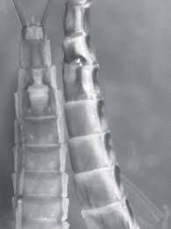 Attēlu rezultāti vaicājumam “Siphlonurus male”