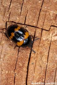 Attēlu rezultāti vaicājumam “Diaperis boleti”