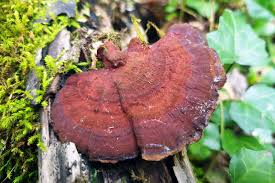 Attēlu rezultāti vaicājumam “Daedaleopsis confragosa”