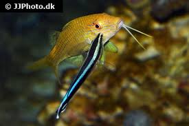 Image result for Parupeneus cyclostomus