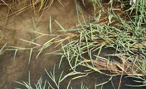 Attēlu rezultāti vaicājumam “Glyceria lithuanica”