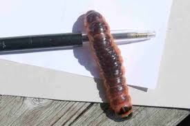 Attēlu rezultāti vaicājumam “Cossus cossus larva”