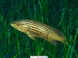 Image result for Epinephelus costae