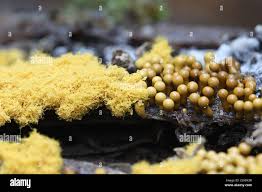 Attēlu rezultāti vaicājumam “Oligonema favogineum sessile”