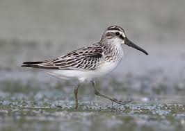 Attēlu rezultāti vaicājumam “Calidris falcinellus adult”
