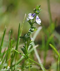 Attēlu rezultāti vaicājumam “Veronica serpyllifolia”