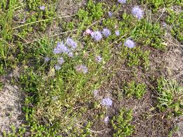 Attēlu rezultāti vaicājumam “Jasione montana leaf”