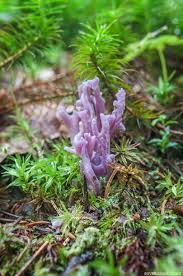 Attēlu rezultāti vaicājumam “Clavulina amethystina”