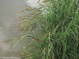 Attēlu rezultāti vaicājumam “Carex acuta fruit”