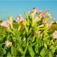 Attēlu rezultāti vaicājumam “Nicotiana tabacum flower”