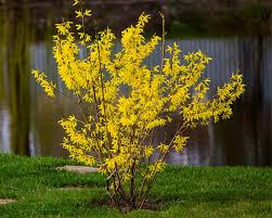 Attēlu rezultāti vaicājumam “Forsythia”