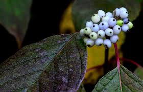 Attēlu rezultāti vaicājumam “Cornus sericea fruit”