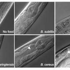 Attēlu rezultāti vaicājumam “Comatricha elegans var. microspora spores”
