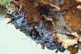 Attēlu rezultāti vaicājumam “Badhamia utricularis young”