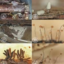 Attēlu rezultāti vaicājumam “Clastoderma debaryanum spores”