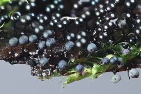 Attēlu rezultāti vaicājumam “Lamproderma nigrescens”