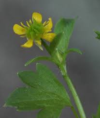 Attēlu rezultāti vaicājumam “Ranunculus elatior leaf”