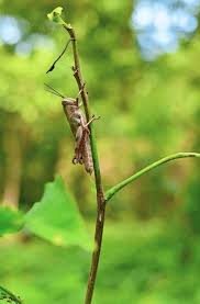 Attēlu rezultāti vaicājumam “Acrididae”