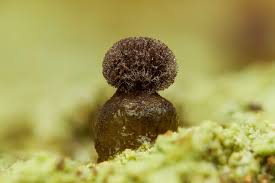 Attēlu rezultāti vaicājumam “Colloderma robustum macro”