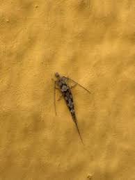 Attēlu rezultāti vaicājumam “Machilidae”