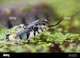 Attēlu rezultāti vaicājumam “Natrix natrix adult”