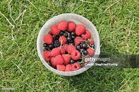 Image result for Rubus sectio