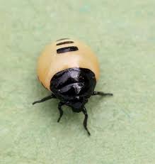 Attēlu rezultāti vaicājumam “Tritomegas bicolor nymph”