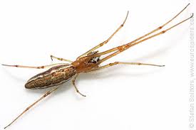 Attēlu rezultāti vaicājumam “Tetragnatha extensa”