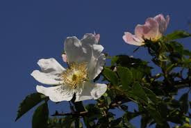 Attēlu rezultāti vaicājumam “Rosa subcanina”