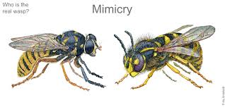 Attēlu rezultāti vaicājumam “Temnostoma vespiforme”