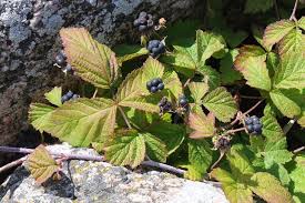 Attēlu rezultāti vaicājumam “Rubus caesius fruit”