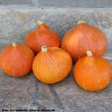 Image result for Kürbis