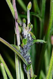 Attēlu rezultāti vaicājumam “Epilobium palustre fruit”