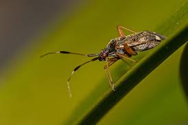 Attēlu rezultāti vaicājumam “Closterotomus biclavatus imago”