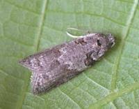 Attēlu rezultāti vaicājumam “Eana incanana”