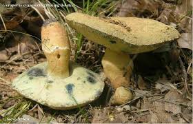 Attēlu rezultāti vaicājumam “Gyroporus cyanescens”