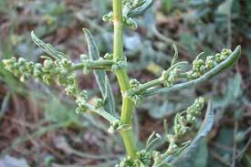 Attēlu rezultāti vaicājumam “Rumex aquaticus bud”