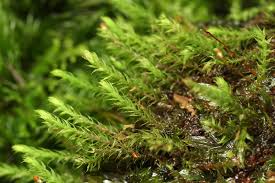 Attēlu rezultāti vaicājumam “Odontoschisma denudatum cells”