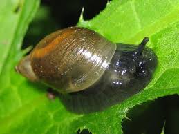 Attēlu rezultāti vaicājumam “Succinea”