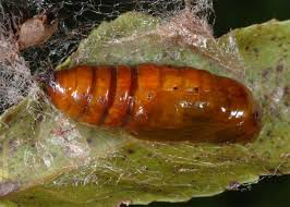 Attēlu rezultāti vaicājumam “Selenia dentaria”