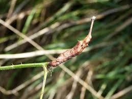 Attēlu rezultāti vaicājumam “Diastrophus rubi”