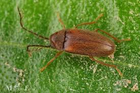 Attēlu rezultāti vaicājumam “Ptinus sp. male”