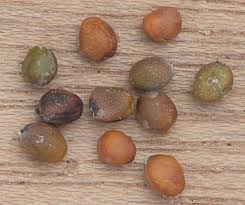 Image result for Raphanus sativus ssp. Oleiformes