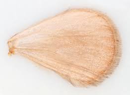 Attēlu rezultāti vaicājumam “Pennithera firmata”