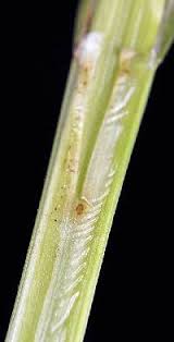 Attēlu rezultāti vaicājumam “Carex loliacea fruit”