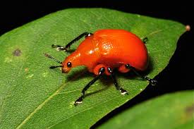 Attēlu rezultāti vaicājumam “Attelabidae”