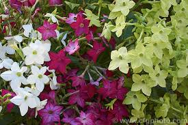 Image result for Nicotiana x sanderae
